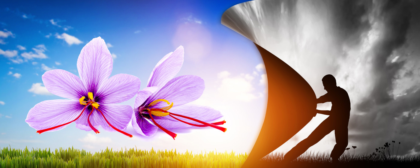 Saffron as a Natural Antidepressant A Brighter Outlook on Mental Health