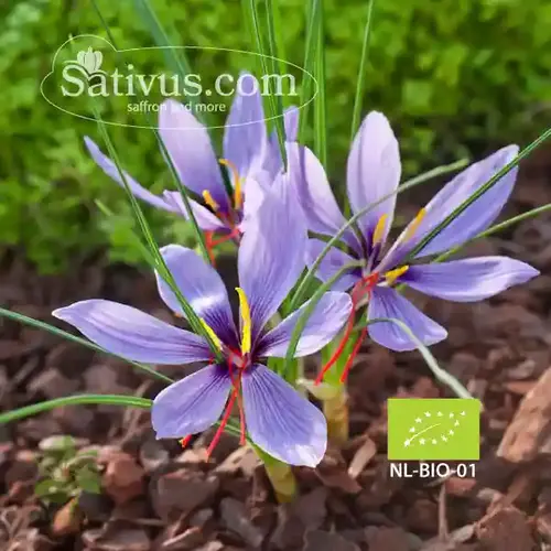 Crocus sativus calibro 7/8 - BIO