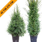 TAXUS BACCATA Categorie TaxusTopper