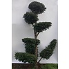 Taxus Baccata bonsai vormboom gesnoeid