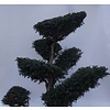 Taxus Baccata bonsai vormboom gesnoeid