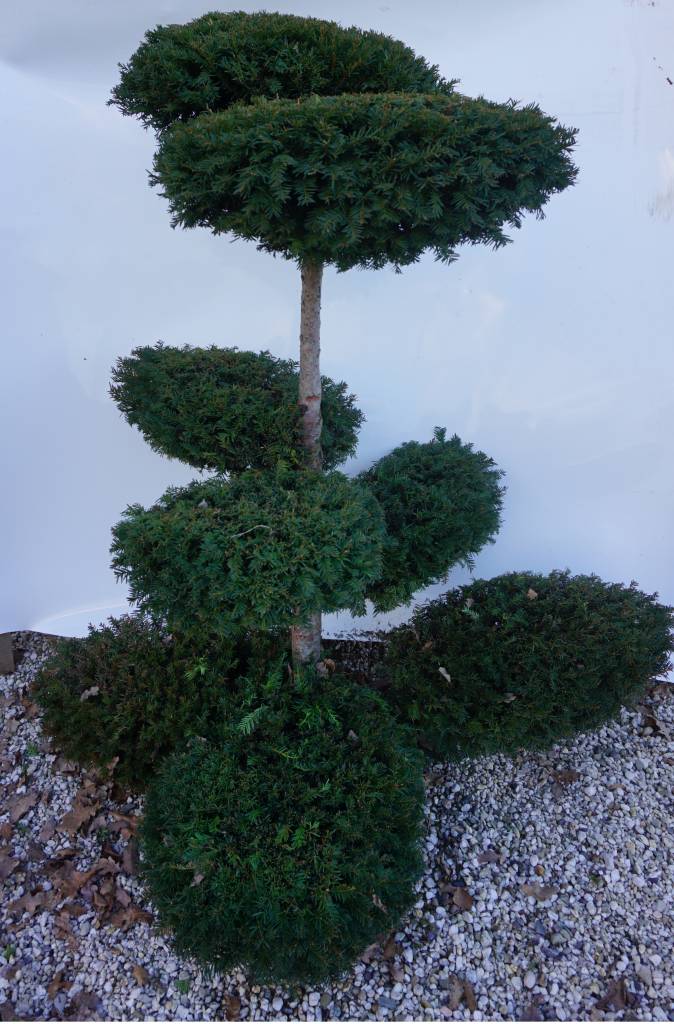Taxus Baccata Bonsai vormboom kopen? Gesnoeid en Scherp geprijsd