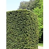 Taxus 40 - 50 cm (Baccata in pot)