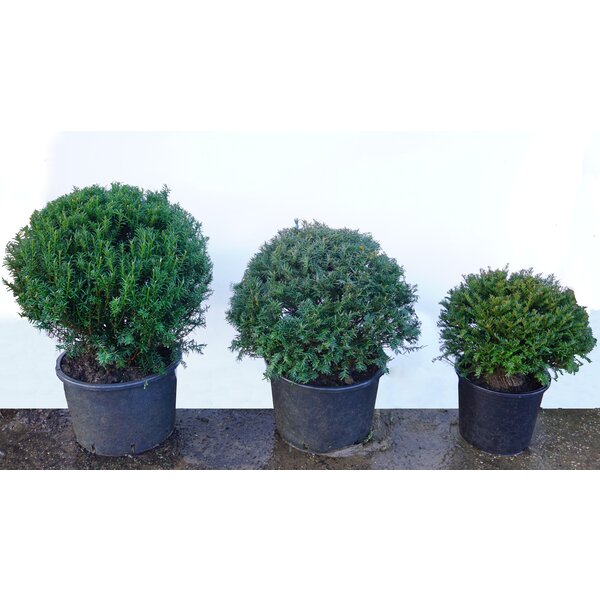  Taxus Baccatta bol 70+