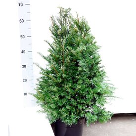  Taxus 50 - 60 cm (Baccata in pot)