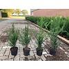 Taxus 50 - 60 cm (Baccata in pot)