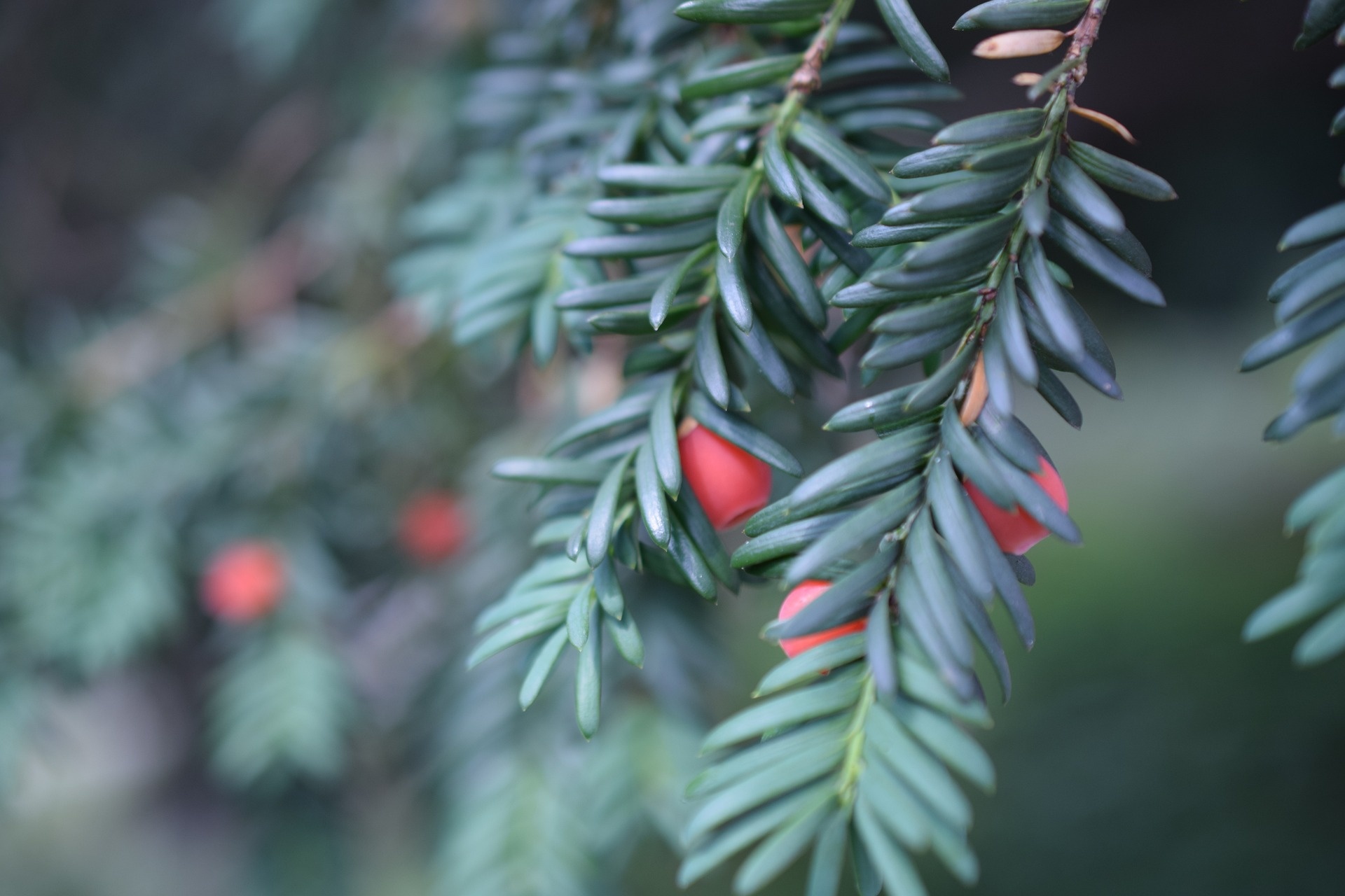 Taxus baccata takje