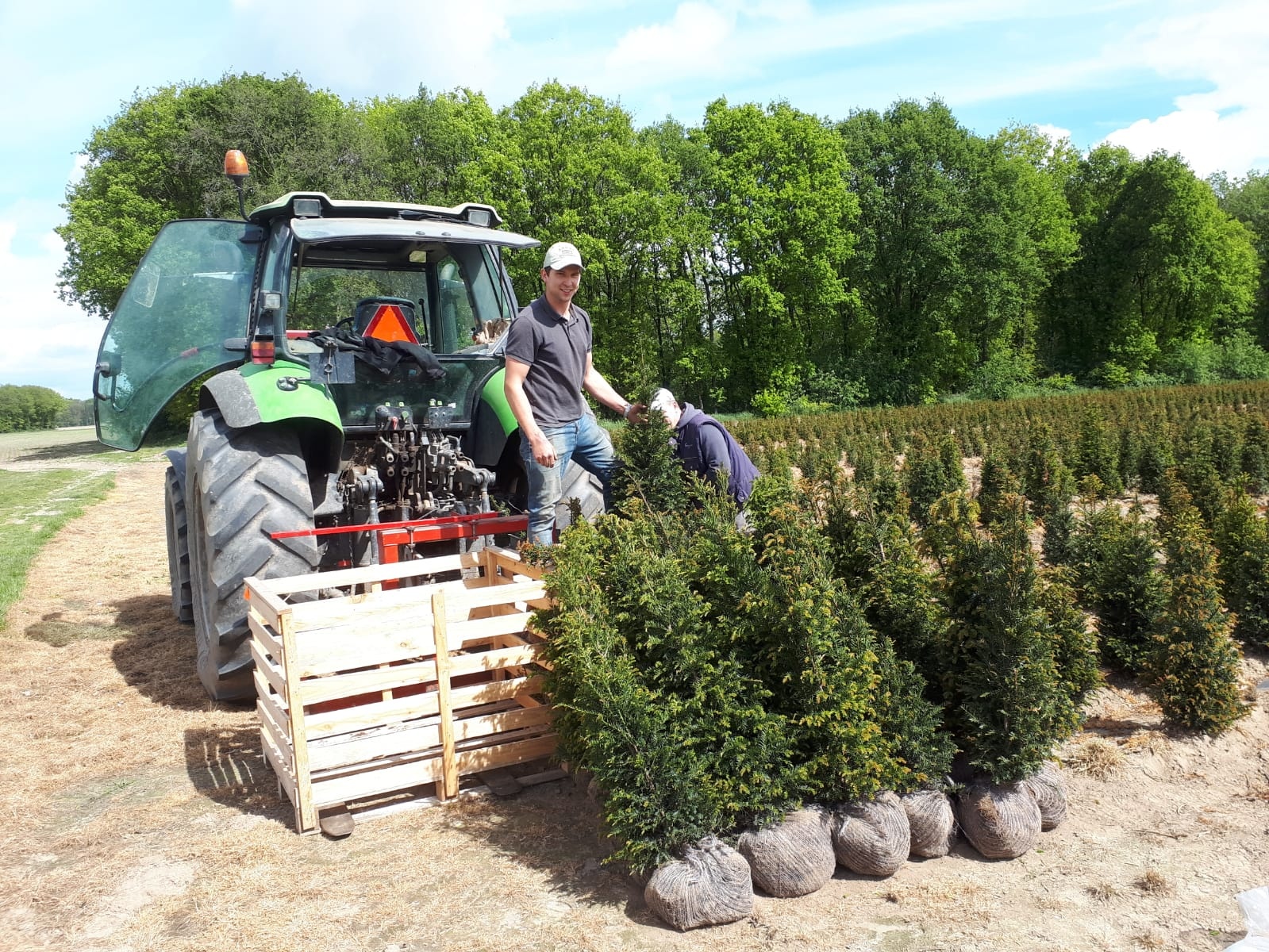 taxus kwekerij