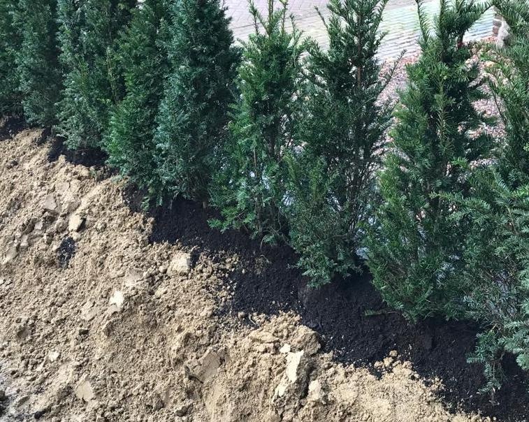 taxus haag aangeplant