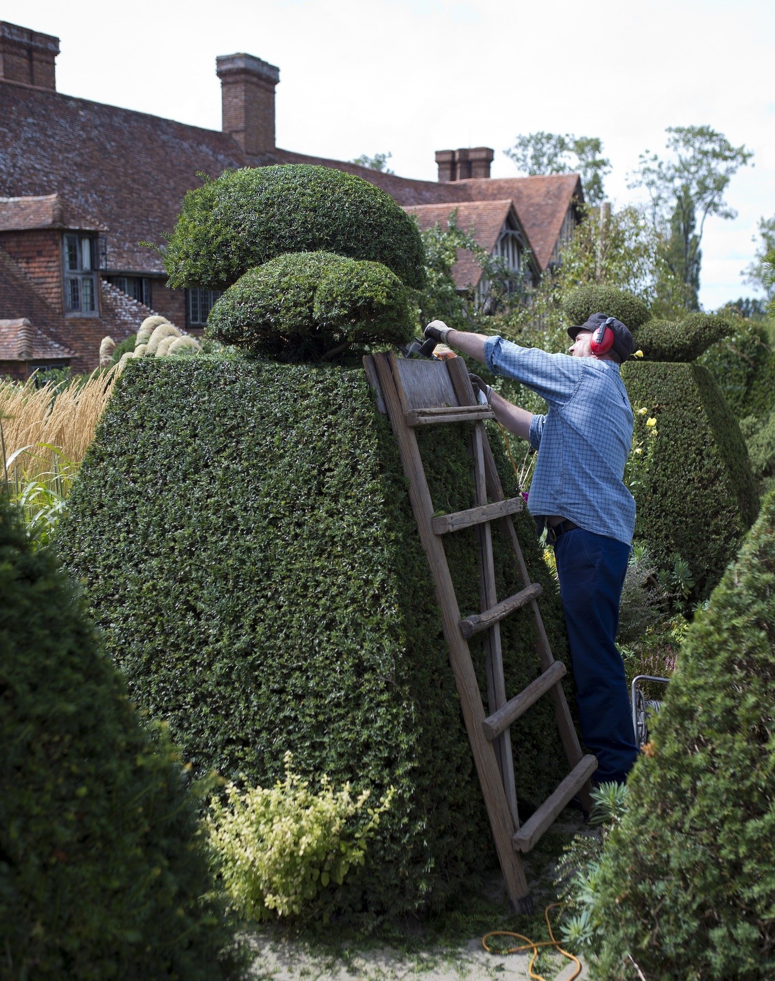 taxus snoeien