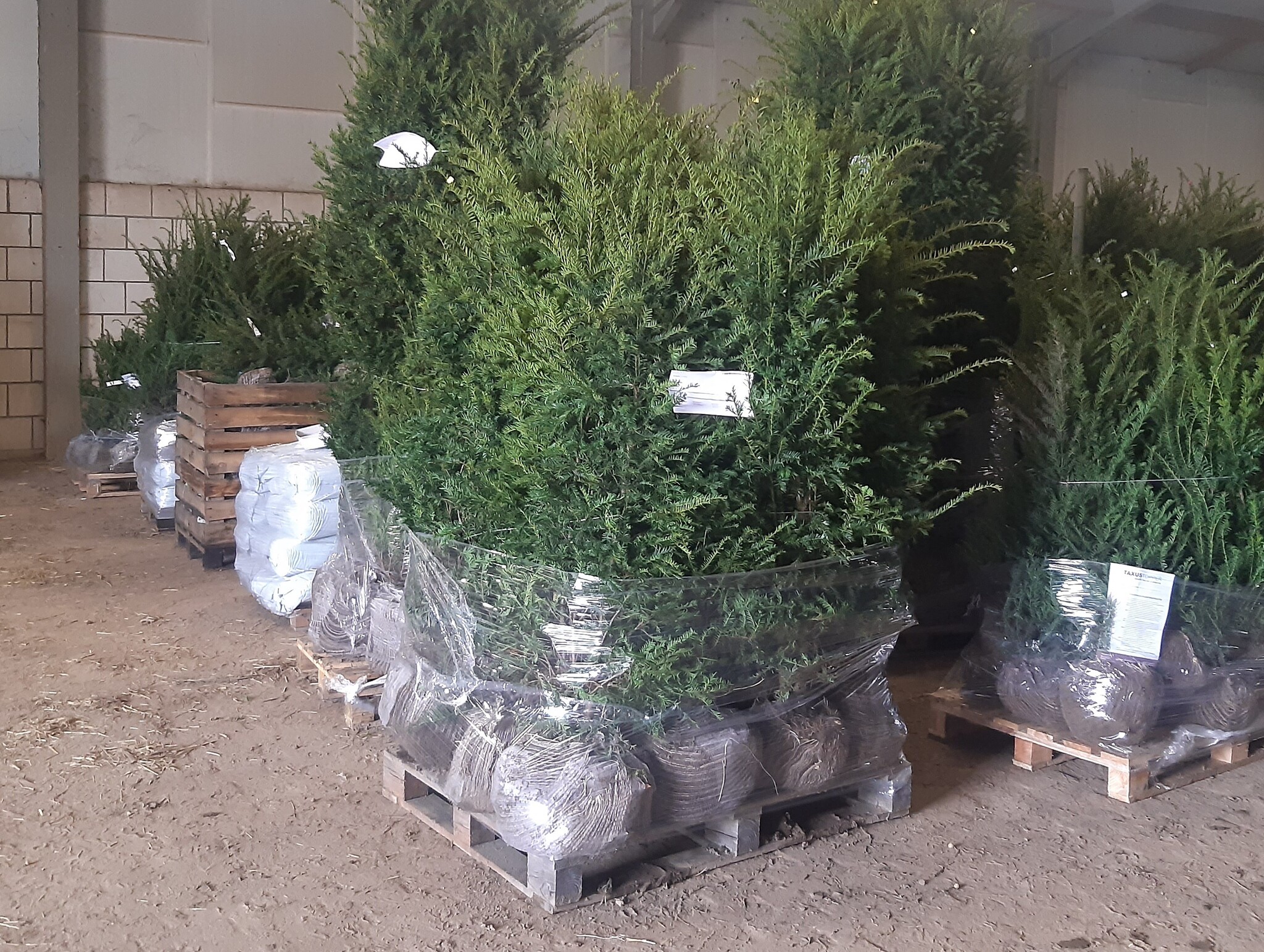 taxus baccata 140-160