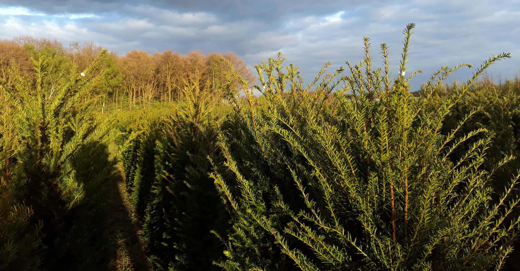 taxus baccata 180-200