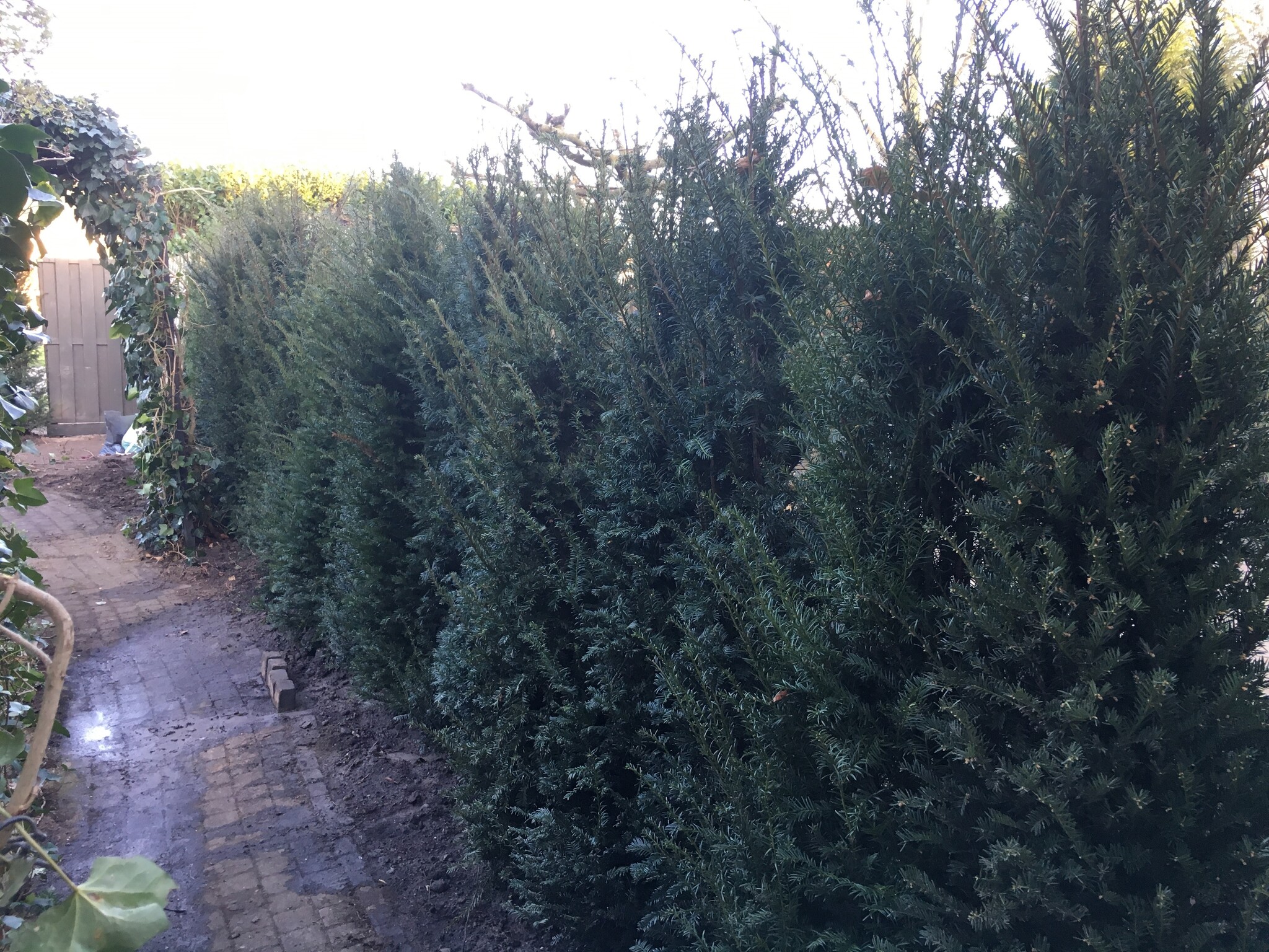 taxus haag 180-200