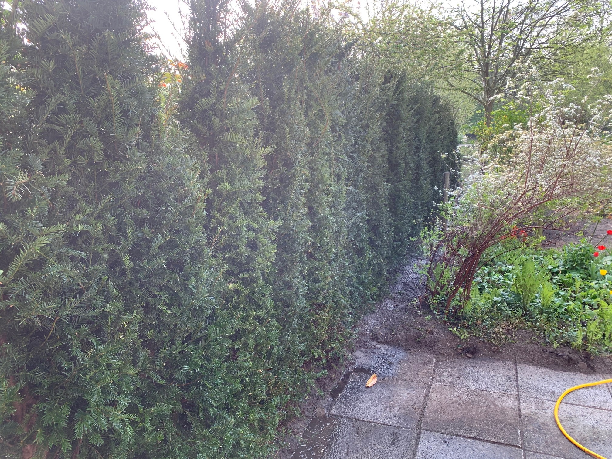 taxus haag 200-225