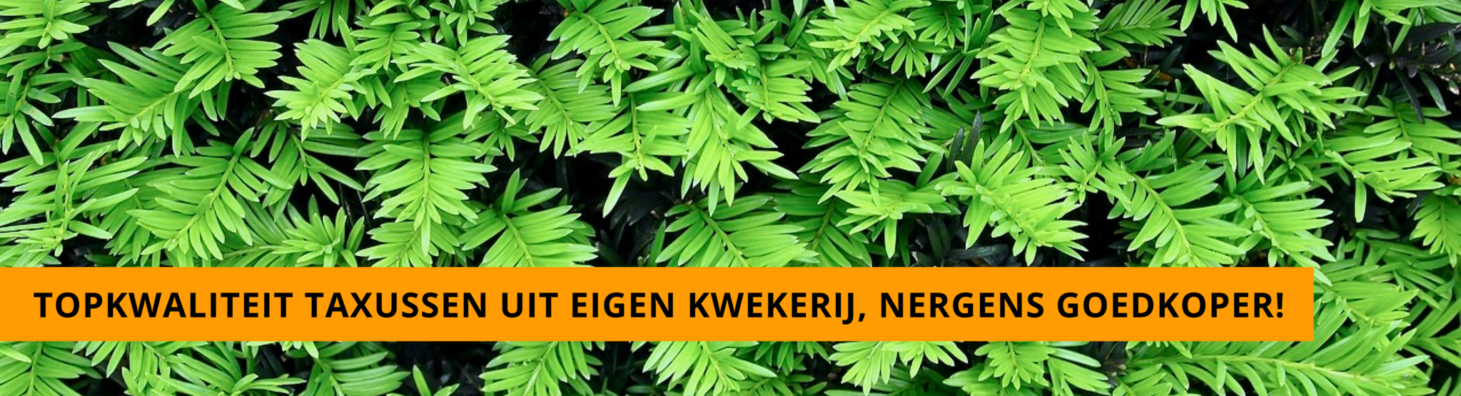 Taxus goedkoopste uit eigen kwekerij