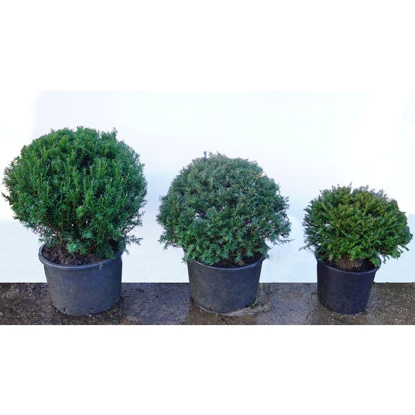  Taxus Baccatta bol 80+