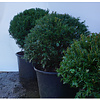 Taxus Baccatta bol 80+