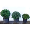 Taxus Baccatta bol 90+
