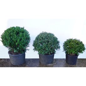  Taxus bol 90+