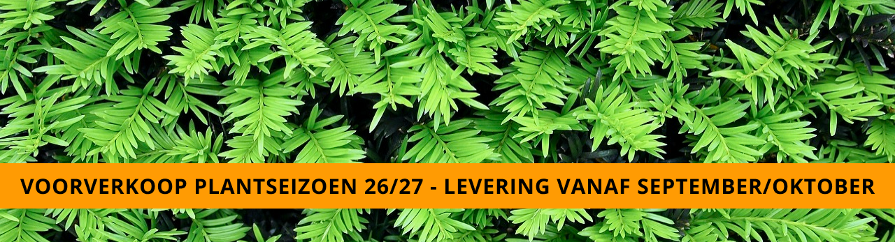 Taxus goedkoopste uit eigen kwekerij