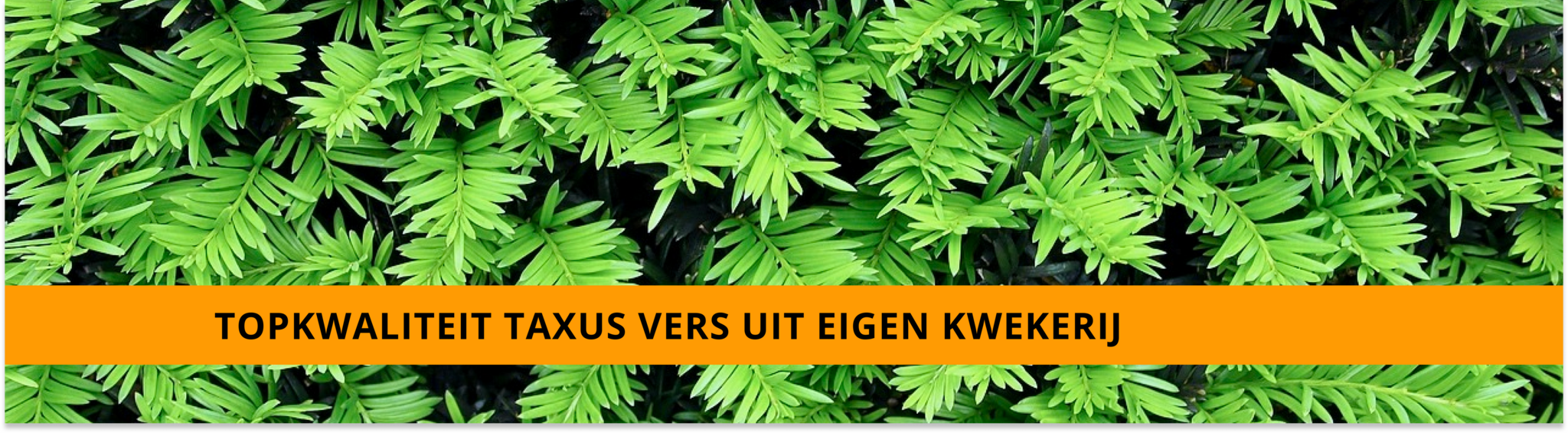 Taxus goedkoopste uit eigen kwekerij