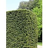 Taxus 120 - 140 cm (Baccata)