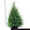 Taxus 80 - 100 cm (Baccata)