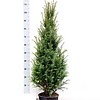 Taxus 100 - 120 cm (Baccata)