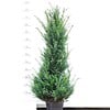 Taxus 120 - 140 cm (Baccata)