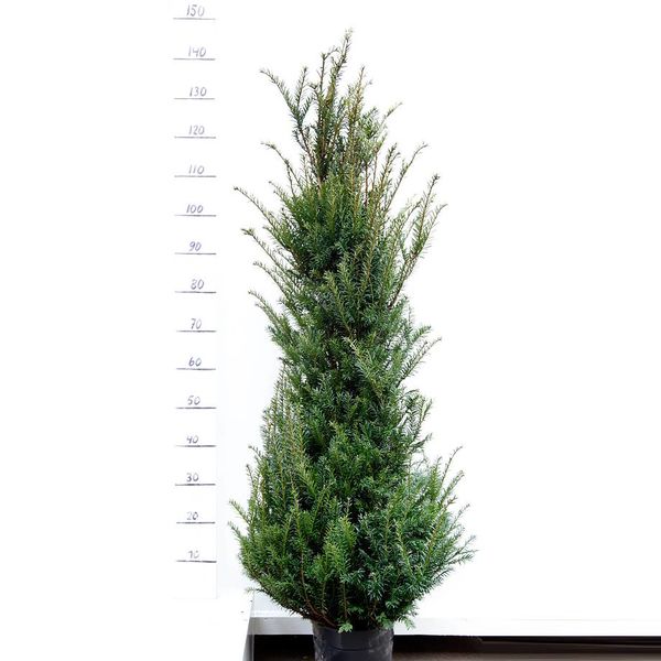  Taxus 140 - 160 cm (Baccata)