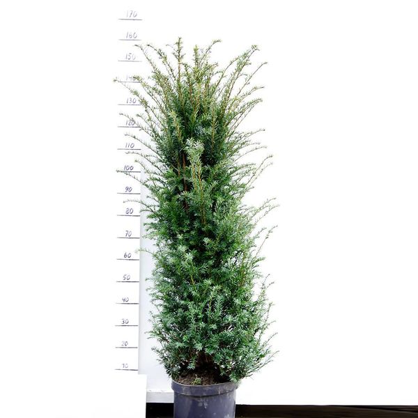  Taxus 160 - 180 cm (Baccata)