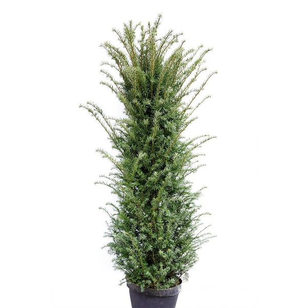  Taxus 200 - 225 cm (Baccata)