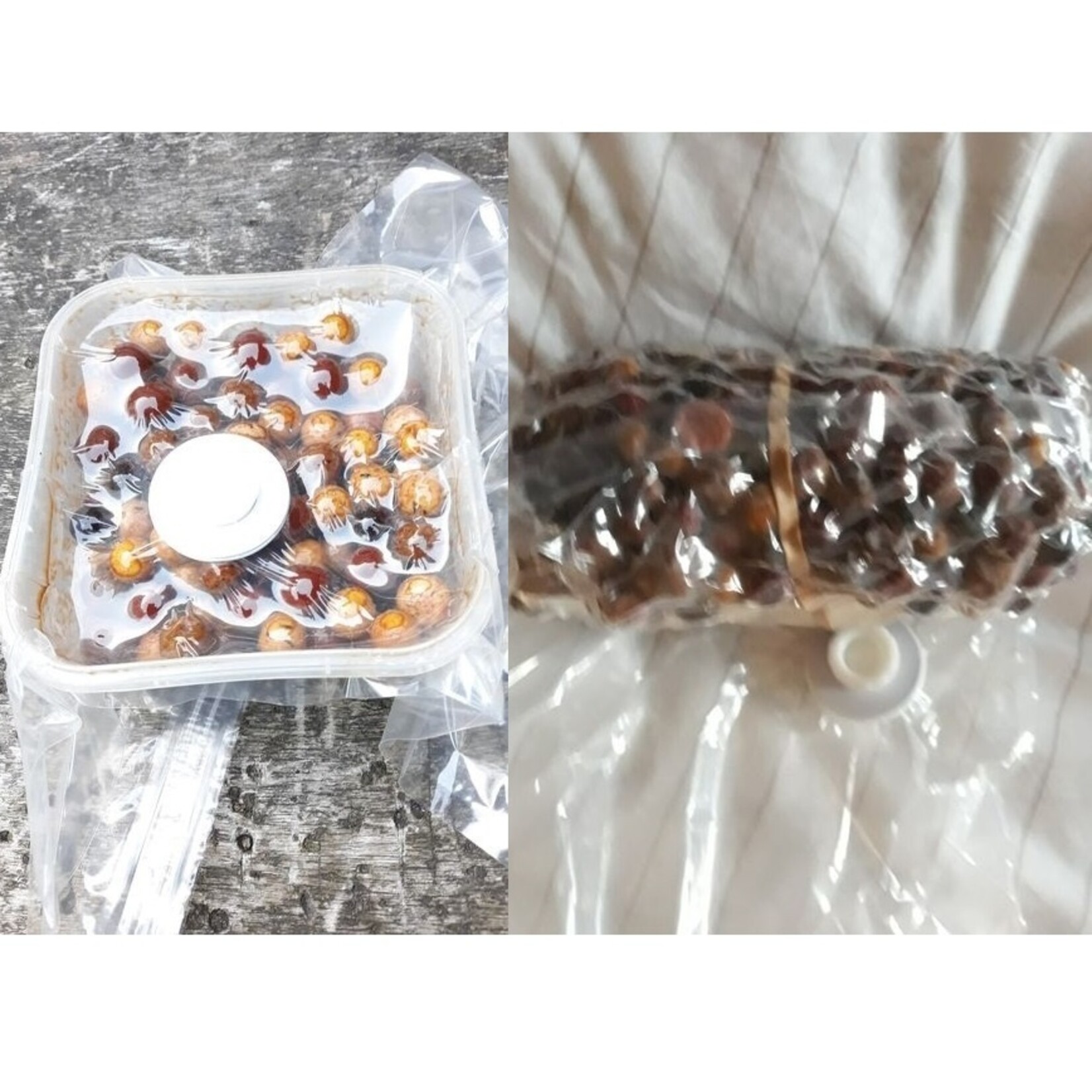 Vacuumbag.com XL Karper Boilies Vacuum Bewaren Pakket [Set 30 Zakken + Pomp]