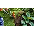Husqvarna Husqvarna 110iL Accu Graskanttrimmer
