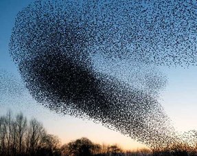 Repel starlings