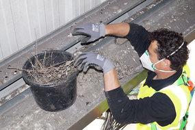 Vogeloverlast voorkomen om hygiëne te waarborgen