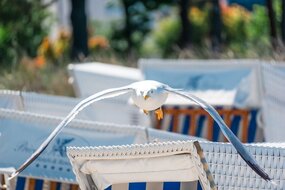 De meest effectieve manieren om vogels te verjagen van bedrijfspanden