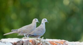 Vogeloverlast in de winter: waarom duiven juist dan op je dak zitten