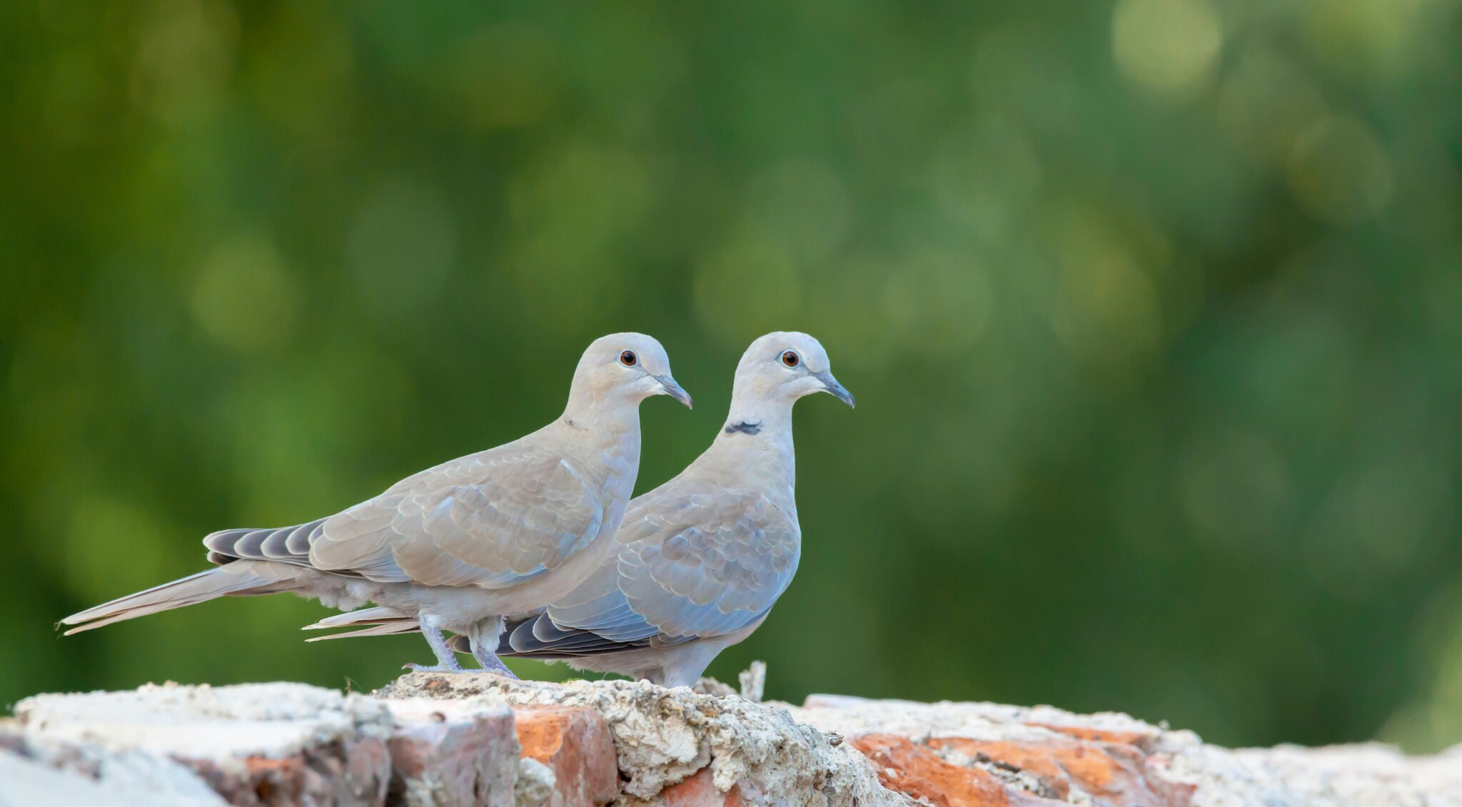 Vogeloverlast in de winter: waarom duiven juist dan op je dak zitten