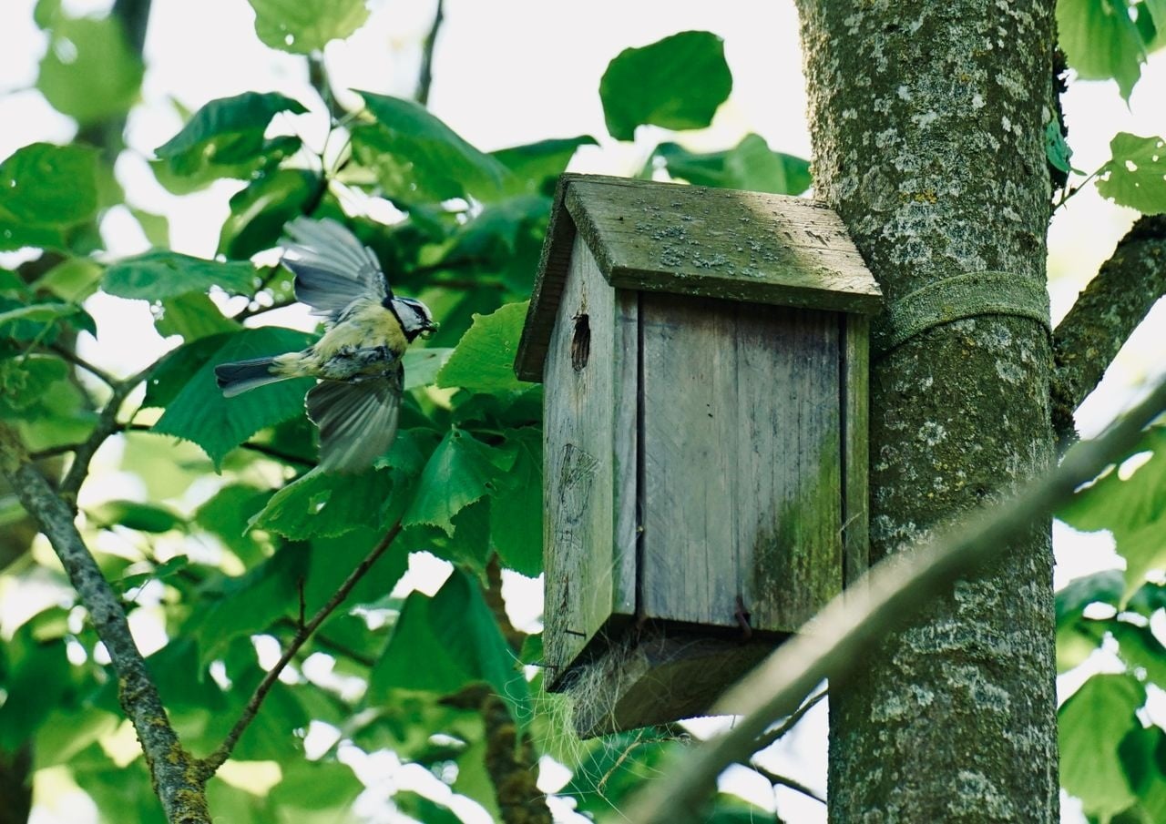 Lente-checklist: bereid je pand voor op het vogelseizoen