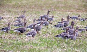 Ganzen op je terrein of sportveld: welke vogelwering werkt het beste?