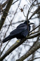Roeken en kauwen: het verschil met kraaien en hoe je ze aanpakt