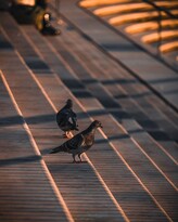 Duiven onder zonnepanelen: hoe je je investering beschermt met BirdBarrier