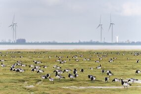 Vogelbestrijding op luchthavens en vliegvelden: hoe werkt dat?
