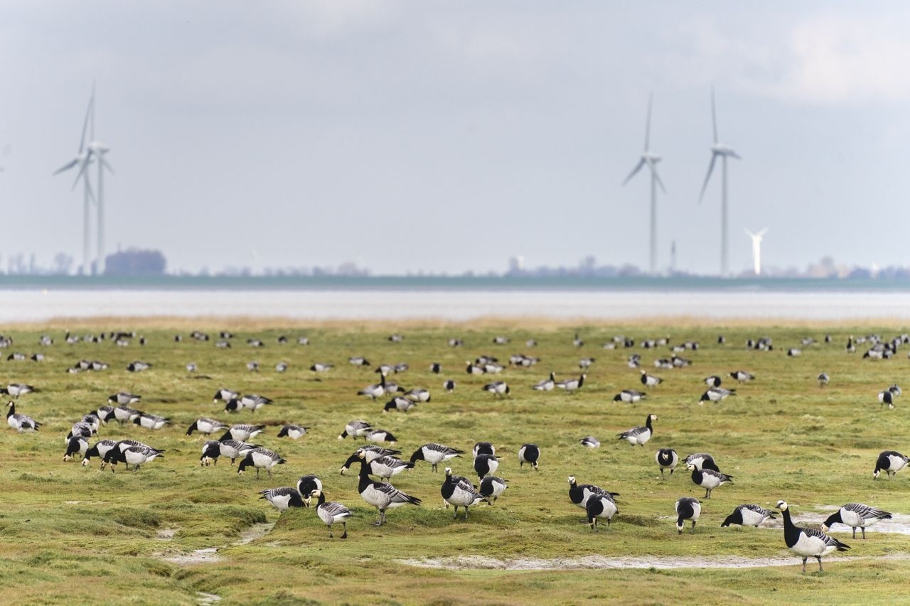 Vogelbestrijding op luchthavens en vliegvelden: hoe werkt dat?