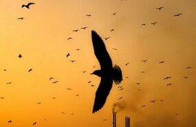 Vogelwering op industrieterreinen: waar begin je?