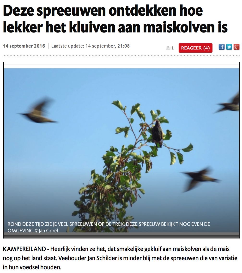 Spreeuwen in het mais