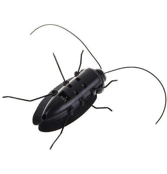 Cockroach On Solar Energy