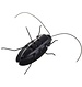Cockroach On Solar Energy