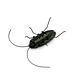 Cockroach On Solar Energy